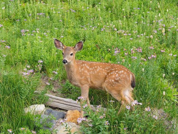 WA-Mount Rainier National Park-Black-tailed deer-fawn-Odocoileus hemionus